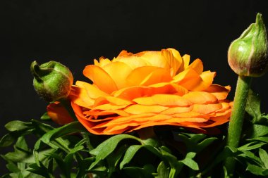 Güzel sarı gül çiçeği karanlıkta