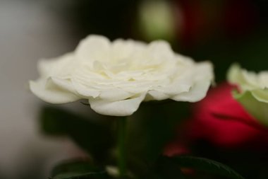 Güzel parlak çiçekleri kapat, Flora.