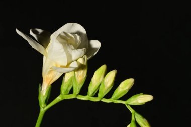 Siyah arkaplanda beyaz çiçekler