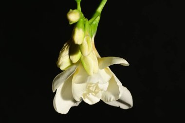 Siyah arkaplanda beyaz çiçekler