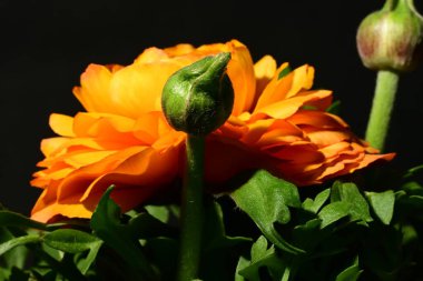 Güzel sarı gül çiçeği karanlıkta