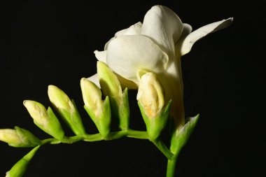 Siyah arkaplanda beyaz çiçekler