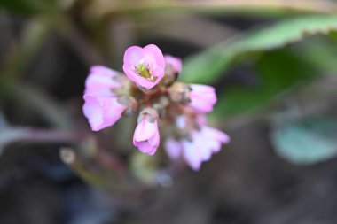 Güzel mor çiçeklerin yakın görüntüsü