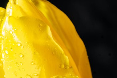 Güzel parlak çiçeğe yaklaş, Flora.