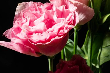 Karanlık arka planda güzel çiçekler. bahar konsepti.