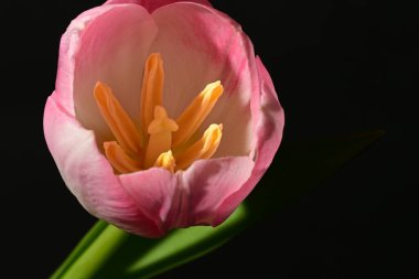 Güzel, parlak lale çiçeğini kapat, Flora.