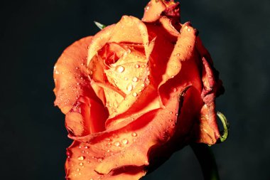 Karanlıkta güzel kırmızı gül çiçeği