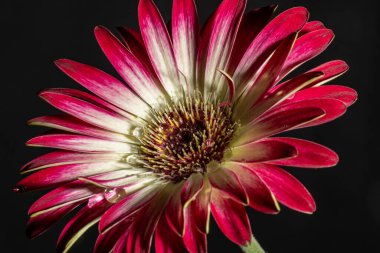 Siyah arka plan üzerine izole Gerbera çiçek