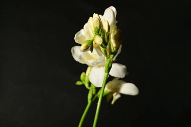 Siyah arkaplanda beyaz çiçekler