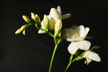 Siyah arkaplanda beyaz çiçekler