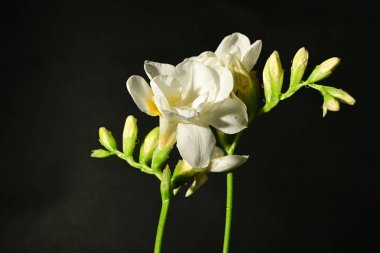 Siyah arkaplanda beyaz çiçekler