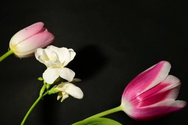 Güzel laleler ve siyah arka planda beyaz çiçekler.