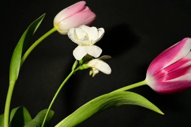 Güzel laleler ve siyah arka planda beyaz çiçekler.