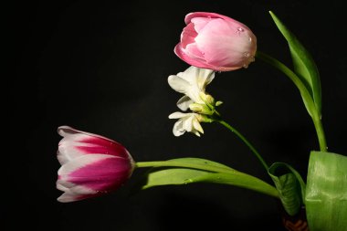 Güzel laleler ve siyah arka planda beyaz çiçekler.