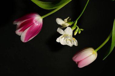 Güzel laleler ve siyah arka planda beyaz çiçekler.