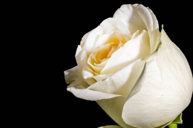 Karanlıkta güzel beyaz gül çiçeği