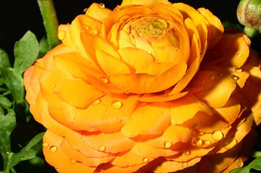 Güzel parlak çiçeğe yaklaş, Flora.