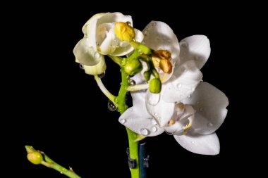 Siyah arkaplanda beyaz çiçekler