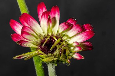 Siyah arka plan üzerine izole Gerbera çiçek