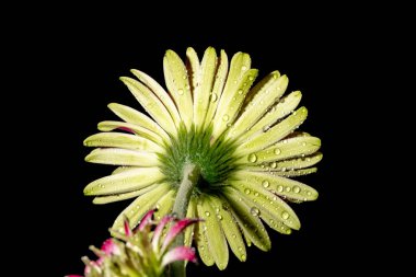 Güzel parlak çiçekleri kapat, Flora.