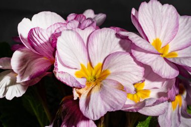 Koyu arkaplandaki güzel primula çiçeklerini kapat.