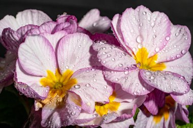 Koyu arkaplandaki güzel primula çiçeklerini kapat.