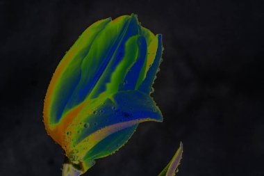 Güzel botanik fotoğrafı, doğal duvar kağıdı.