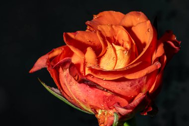 Güzel, parlak gül çiçeğine yaklaş, Flora.