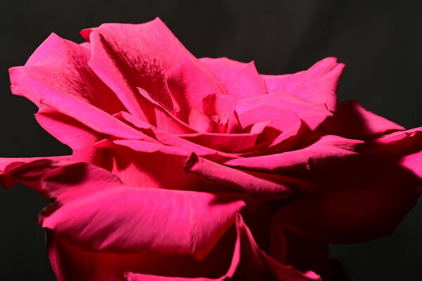 Beautiful pink rose flower in the dark