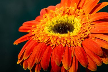 Koyu arkaplanda parlak gerbera çiçeği