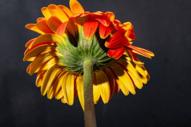 Koyu arkaplanda parlak gerbera çiçeği