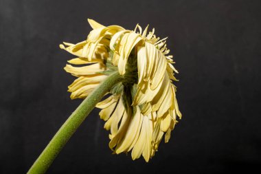 Siyah arka plan üzerine izole Gerbera çiçek