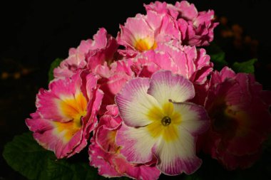 Güzel ilkbahar primula çiçekleri, yakın görüş