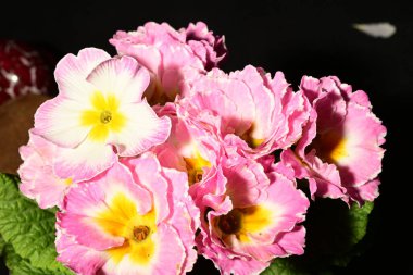 Güzel ilkbahar primula çiçekleri, yakın görüş