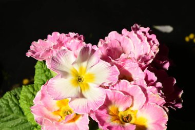 Güzel ilkbahar primula çiçekleri, yakın görüş