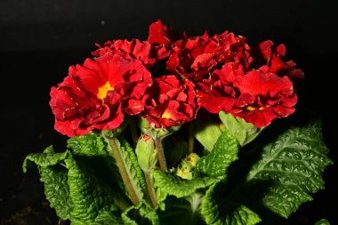 Güzel ilkbahar primula çiçekleri, yakın görüş