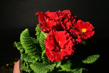 Güzel ilkbahar primula çiçekleri, yakın görüş