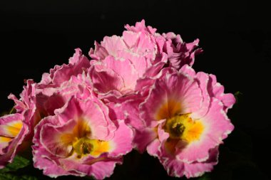 Güzel ilkbahar primula çiçekleri, yakın görüş