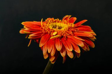 Koyu arkaplanda parlak gerbera çiçeği