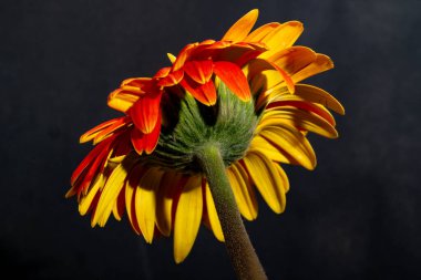 Koyu arkaplanda parlak gerbera çiçeği