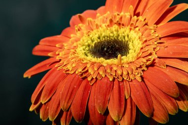 Koyu arkaplanda parlak gerbera çiçeği