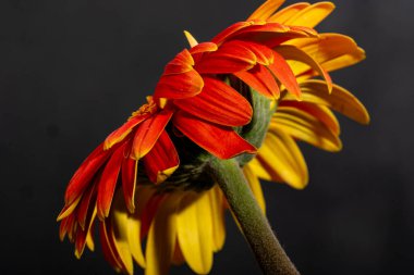 Koyu arkaplanda parlak gerbera çiçeği