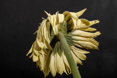 Siyah arka plan üzerine izole Gerbera çiçek