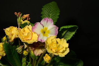 Koyu arkaplandaki güzel primula çiçeklerini kapat.