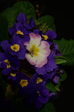 Koyu arkaplandaki güzel primula çiçeklerini kapat.