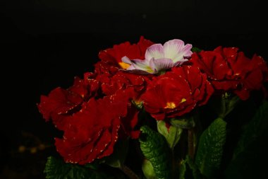 Koyu arkaplandaki güzel primula çiçeklerini kapat.