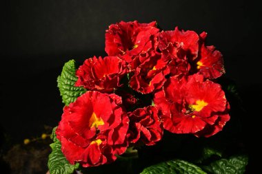 Güzel ilkbahar primula çiçekleri, yakın görüş