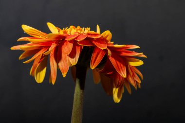 Koyu arkaplanda parlak gerbera çiçeği