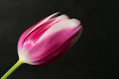 Koyu arkaplanda güzel bir lale, manzarayı kapat