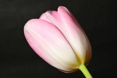 Koyu arkaplanda güzel bir lale, manzarayı kapat